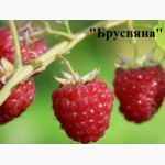 Продам саженцы малины