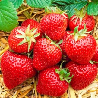 Полуниця Хоней (Honeoye Strawberry) саджанці полуниці Фріго