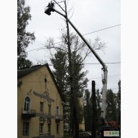Удаление деревьев Киев 4665942, спил, валка. Корчевание пней.
