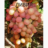 Реализую привитые саженцы винограда и черенки (лозу)