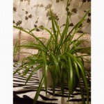 Хлорофитум (Chlorophytum) - самое неприхотливое комнатное растение