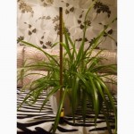 Хлорофитум (Chlorophytum) - самое неприхотливое комнатное растение