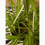 Хлорофитум (Chlorophytum) - самое неприхотливое комнатное растение