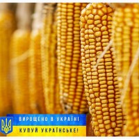 Насіння кукурудзи ДН Корунд, ФАО 230, урожай 2023