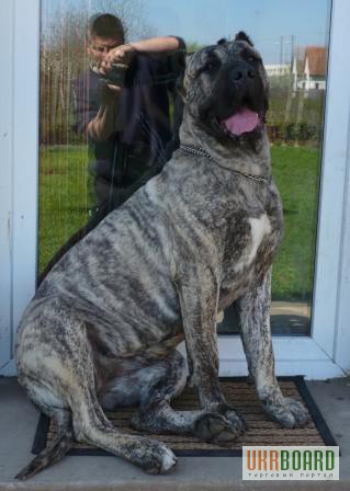 Фото 2/3. Щенок 6 месяцев суки Канарский Дог( Dogo Canario )