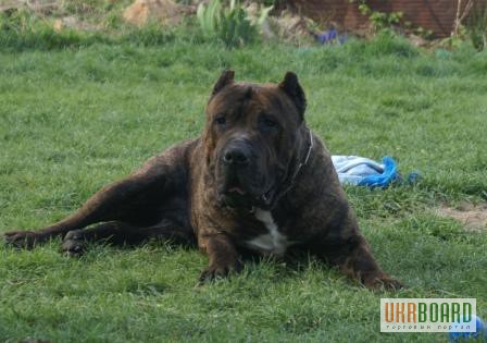 Фото 3/3. Щенок 6 месяцев суки Канарский Дог( Dogo Canario )