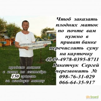 Продам матки карпатка Вучковский тип