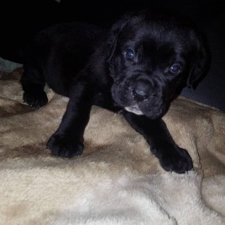 Cane corso puppies