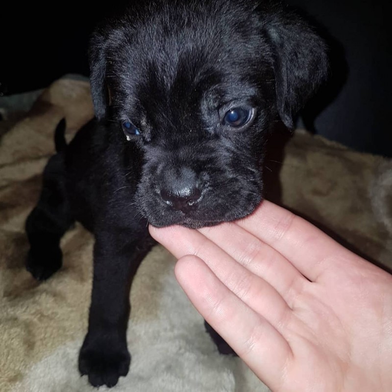 Фото 2/8. Cane corso puppies