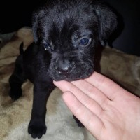 Cane corso puppies