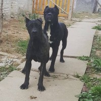 Cane corso puppies