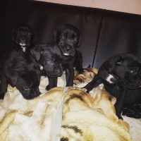 Cane corso puppies