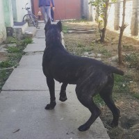 Cane corso puppies