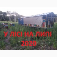 Продам мед з власної пасіки різнотравя + соняшник 2020