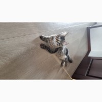 Доступны к брони Maine coon котята от родителей класса breed. Украина