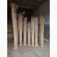 Продам Камиш очерет тростину, Reed for sale