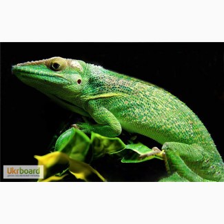 Анолис рыцарь гигантский ( Anolis baracoae )