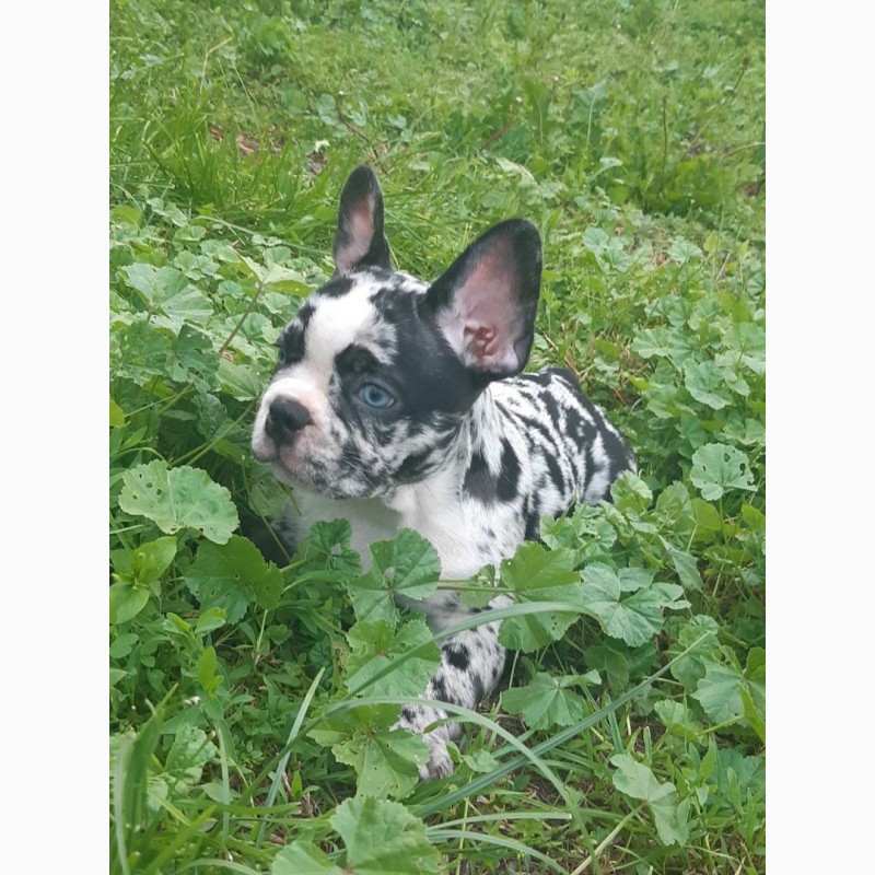 Фото 1/4. Puppy french bulldog