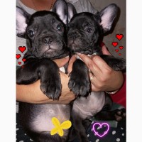 Puppy french bulldog