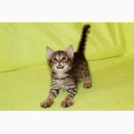 Ocicat –Оцикет – домашний леопард в миниатюре, с добрым сердцем.