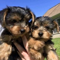 Yorkie puppies