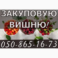 Куплю вишню!ДОРОГО!Будь який обсяг