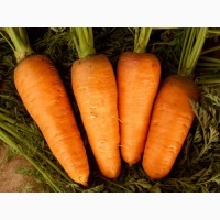 Продаж моркви оптом, висока якість, Вінницька область