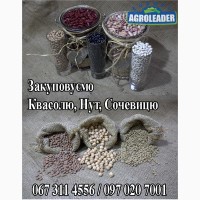 Купуємо нут