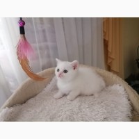 Котята шотландский