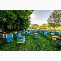 Продам бджіл, бджолопакети. 2023
