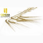 Продам Семена ячменя Гелиос (элита)