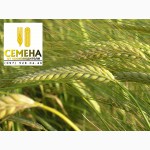 Продам Семена ячменя Гелиос (элита)