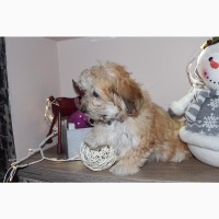 Havanese бішон цуценя