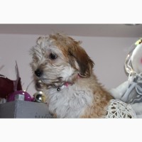 Havanese бішон цуценя