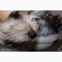 Havanese бішон цуценя