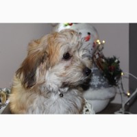 Havanese бішон цуценя