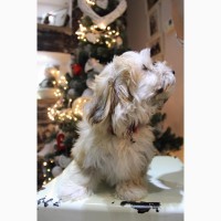 Havanese бішон цуценя