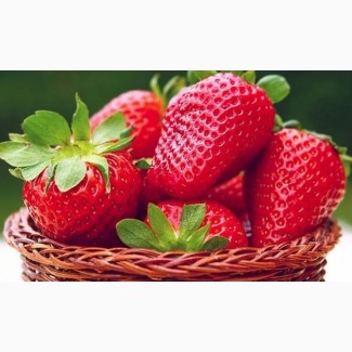 Полуниця Крістіна ( Cristina Strawberry) саджанці полуниці Фріго