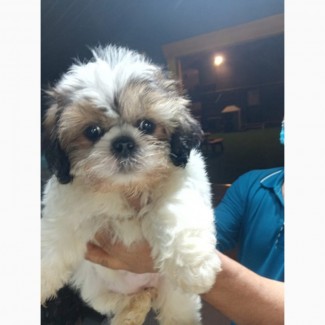 Shih tzu puppies