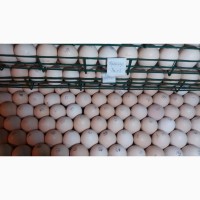 Куплю яйця інкубаційні