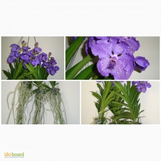 Ванда, Vanda, орхидея Ascocenda Rrincess Mikasa Blue