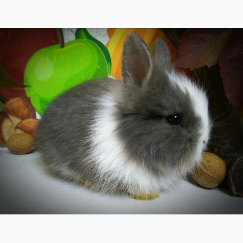 Голландский карликовый кролик фото