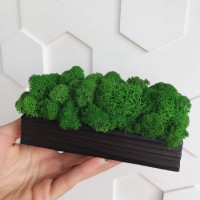 Брашырованое кашпо огнем со стабилизированым мхом MiNature Moss 15см