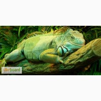 Зеленая игуана ( iguana )