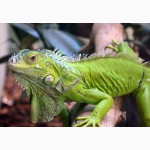 Зеленая игуана ( iguana )