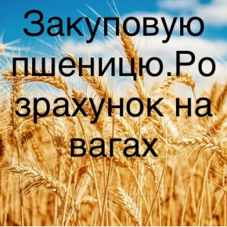 Закуповуємо пшеницю