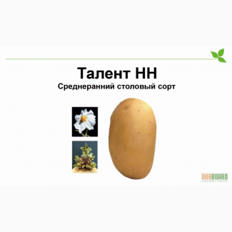 Семенной картофель Талент