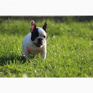 French bulldog