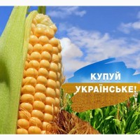 Насіння кукурудзи Кремінь 200 СВ, ФАО-210, урожай - 2024