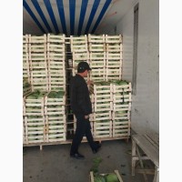 Продам раннюю капусту оптом